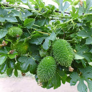Spiny Seeds, Momordica dioica