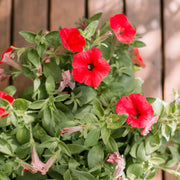 Red Color Petunia Seeds