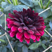 Karma Choc Dahlia Seeds