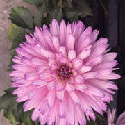 Wildflower Karma Amanda Violet White Bicolor Seeds