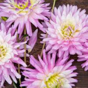 Wildflower Karma Amanda Violet White Bicolor Seeds