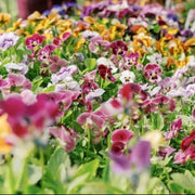 Cut Pansy Seeds