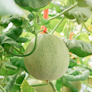 Musk Melon Seeds, Cucumis melo Fruit Seeds