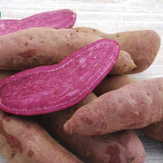 Light Violet Sweet Potato Seeds