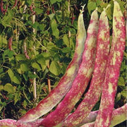 Red Pole Kidney Bean Seeds