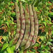 Red Pole Kidney Bean Seeds