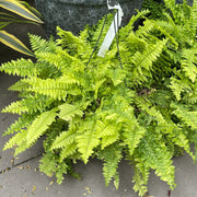 Kimberly Queen Fern Seeds