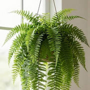 Kimberly Queen Fern Seeds