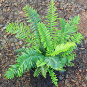 Kimberly Queen Fern Seeds