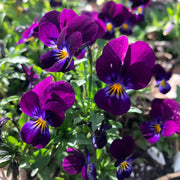 Viola Seeds – Viola cornuta