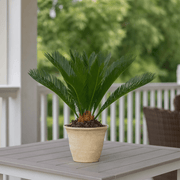 King Sago Palm Seeds - Tropical Ornamental Palm Seeds for Planting