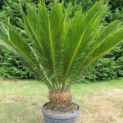 King Sago Palm Seeds - Tropical Ornamental Palm Seeds for Planting