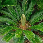 King Sago Seeds - Tropical Ornamental Palm Seeds for Planting