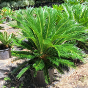 King Sago Seeds - Tropical Ornamental Palm Seeds for Planting