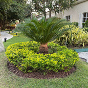 King Sago Seeds - Tropical Ornamental Palm Seeds for Planting