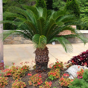 King Sago Seeds - Tropical Ornamental Palm Seeds for Planting