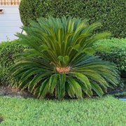 King Sago Seeds - Tropical Ornamental Palm Seeds for Planting