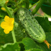 Kirby Pickling Cucumber Seeds