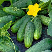 Kirby Pickling Cucumber Seeds