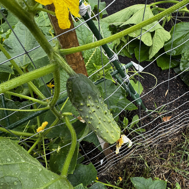 Kirby Pickling Cucumber Seeds