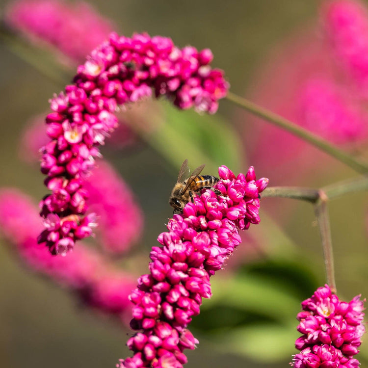 Kiss-Me-Over-The-Garden-Gate Seeds