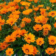 Gazania Seeds – Gazania rigens