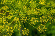 Fennel Seeds – Foeniculum vulgare