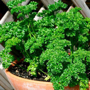 Kitchen Herb Garden Kit