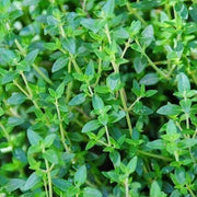 Kitchen Herb Garden Kit
