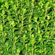 Kitchen Herb Garden Kit