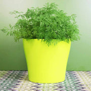 Kitchen Herb Garden Kit