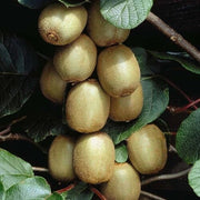 Ruby Seeds, Actinidia deliciosa