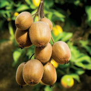 Ruby Seeds, Actinidia deliciosa