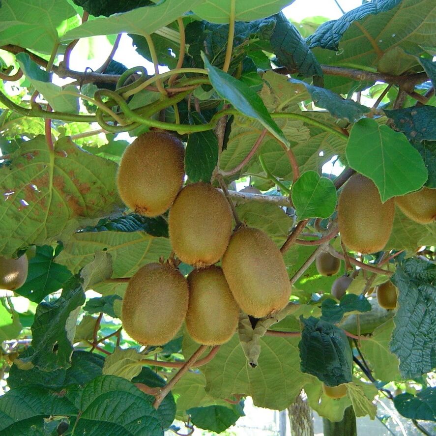 Kiwi Seeds - All In One For Home Gardens