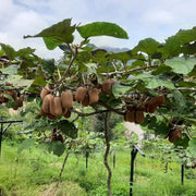 Kiwi Seeds - All In One For Home Gardens