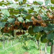 Kiwi Seeds - All In One For Home Gardens