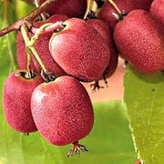 Hardy Red Kiwi Seeds