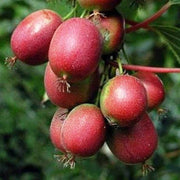 Hardy Red Kiwi Seeds