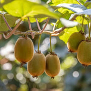 Ruby Seeds, Actinidia deliciosa
