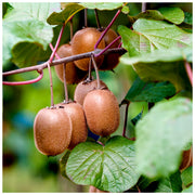 Kiwi Seeds, Actinidia deliciosa Fruit Seeds