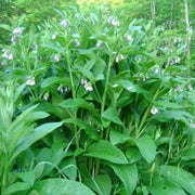 Knitbone Seeds - Herbal Plant For Home Gardens