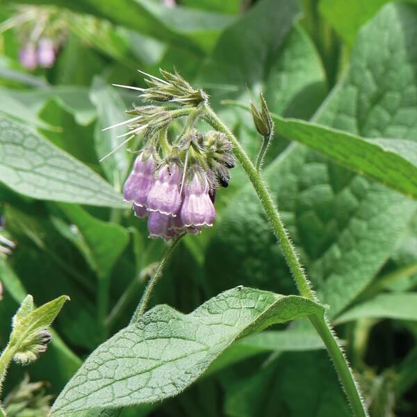 Knitbone Seeds - Herbal Plant For Home Gardens