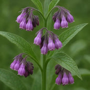 Knitbone Seeds - Herbal Plant For Home Gardens