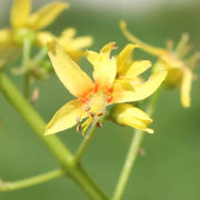 Golden Rain Koelreuteria Paniculata Seeds