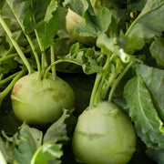 Kohlrabi Seeds - All In One For Home Gardens