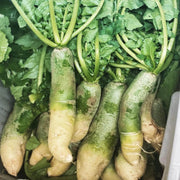 Green Radish Seeds
