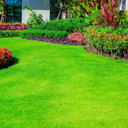 Korean Grass Seeds - Flower Plant