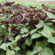 Korean Seeds, Perilla frutescens Herb Seeds