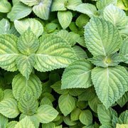 Korean Seeds, Perilla frutescens Herb Seeds