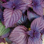Korean Seeds, Perilla frutescens Herb Seeds